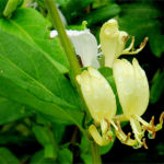 2017年5月撮影 多摩川 スイカズラ