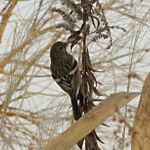 2016年1月撮影 多摩川 ベニマシコ