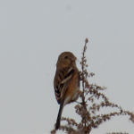 2016年1月撮影 多摩川 ベニマシコ