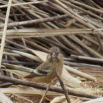 2016年2月撮影 多摩川 多摩川