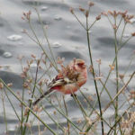 2016年2月撮影 多摩川 ベニマシコ