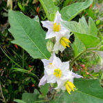 2017年6月撮影 多摩川 ワルナスビ