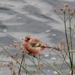 2016年2月撮影 多摩川 ベニマシコ