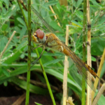 2022年8月撮影 多摩川 ウスバキトンボ