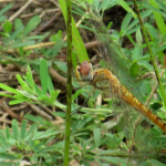 2022年8月撮影 多摩川 ウスバキトンボ