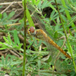 2022年8月撮影 多摩川 ウスバキトンボ