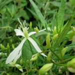 2022年9月撮影 多摩川 センニンソウ