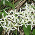 2022年9月撮影 多摩川 センニンソウ