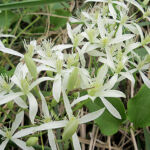 2022年9月撮影 多摩川 センニンソウ