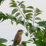 2022年10月撮影 多摩川 モズ