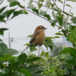 2022年10月撮影 多摩川 モズ