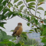 2022年10月撮影 多摩川 モズ