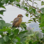 2022年10月撮影 多摩川 モズ