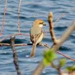 2016年3月撮影 多摩川 モズ