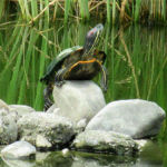 2017年7月撮影 多摩川 ミシシッピアカミミガメ