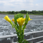 2019年8月撮影 多摩川 メマツヨイグサ
