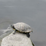 2016年3月撮影 多摩川 ミシシッピアカミミガメ