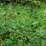 2019年9月撮影 多摩川 ママコノシリヌグイ