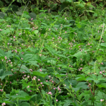 2019年9月撮影 多摩川 ママコノシリヌグイ