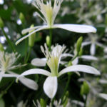 2017年8月撮影 多摩川 センニンソウ