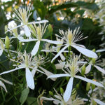 2017年8月撮影 多摩川 センニンソウ