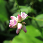 2019年9月撮影 多摩川 ママコノシリヌグイ