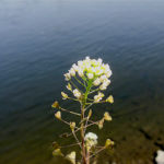 2016年4月撮影 多摩川 ナズナ