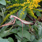 2019年10月撮影 多摩川 オオカマキリ