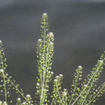 2016年4月撮影 多摩川 ナズナ