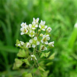 2016年4月撮影 多摩川 ナズナ