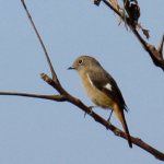 ジョウビタキ メス