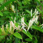 2016年5月撮影 多摩川 スイカズラ