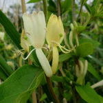 2016年5月撮影 多摩川 スイカズラ