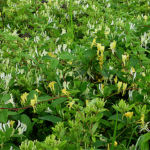 2016年5月撮影 多摩川 スイカズラ