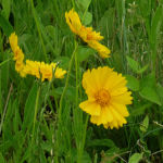 2016年6月撮影 多摩川 オオキンケイギク