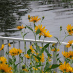 2017年9月撮影 多摩川 キクイモ