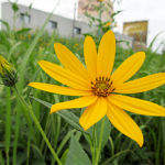 2017年9月撮影 多摩川 キクイモ