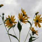 2017年9月撮影 多摩川 キクイモ