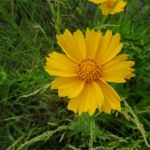 2016年6月撮影 多摩川 オオキンケイギク