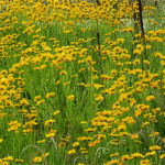 2016年6月撮影 多摩川 オオキンケイギク