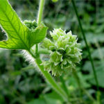 2017年10月撮影 多摩川 アレチウリ 雌花