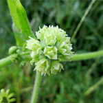 2017年10月撮影 多摩川 アレチウリ 雌花