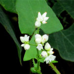 2017年11月撮影 多摩川 ママコノシリヌグイ