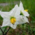 2016年6月撮影 多摩川 ワルナスビ