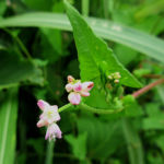 2016年6月撮影 多摩川 ママコノシリヌグイ