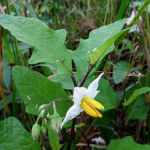 2016年6月撮影 多摩川 ワルナスビ