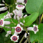 2016年7月撮影 多摩川 ヘクソカズラ