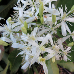 2023年9月撮影 多摩川 センニンソウ