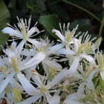 2023年9月撮影 多摩川 センニンソウ