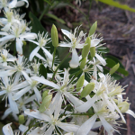 2023年9月撮影 多摩川